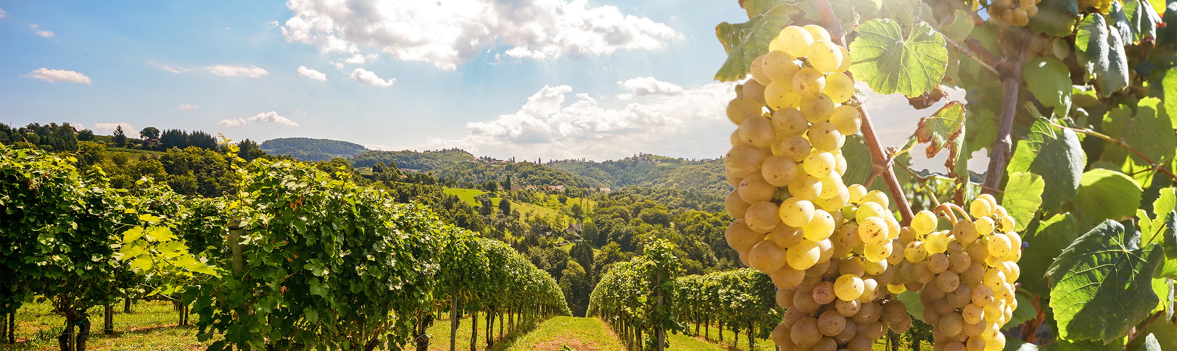 experience-portugal.webp Vineyards